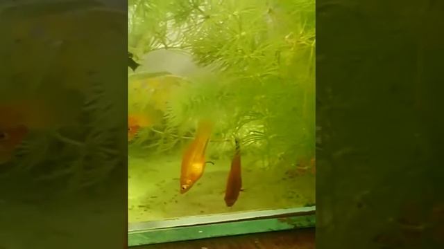 Вы узнаете чем полезен зелёный налёт на аквариуме.№33 смотреть онлайн