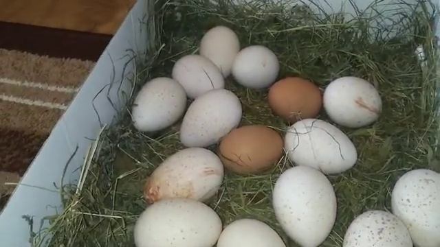 Выбираем яйца. Експерементальное яйцо. Правильное строение гнезда... Всем приятного просмотра?? смотреть онлайн