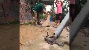 Королевская кобра. Гнездо Королевской кобры.