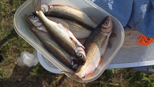 Готовим в полевых условиях!!!Уха на природе смотреть онлайн