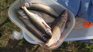 Готовим в полевых условиях!!!Уха на природе