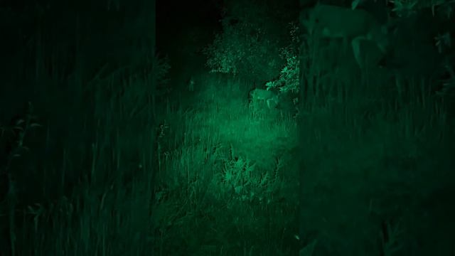 Шакалы кушают друг друга. смотреть онлайн