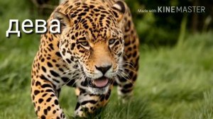 Кто ты из животных по знаку зодиака?