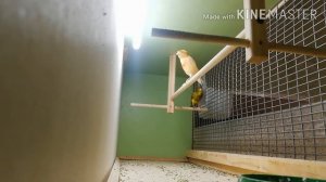 Канарейка поёт в КЛЕТКЕ