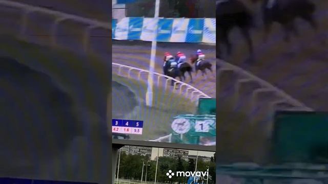 ЛОШАДЬ.Автор:Наталья Билоус-Павлович. #скачки #лошади #ипподром #бега #рысак #ставки #конныйспорт смотреть онлайн