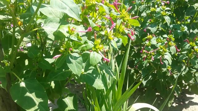 Цветение лаватеры. обзор сада. смотреть онлайн