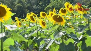 Слава БОГУ за все! Старец Фаддей Витовницкий