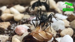 Заселение Неопонер (Neoponera villosa) в Био Хаус