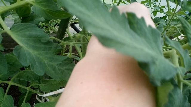 Пасынкование томатов! Подкормка томатов! Мои сорта! Банановые ноги! смотреть онлайн