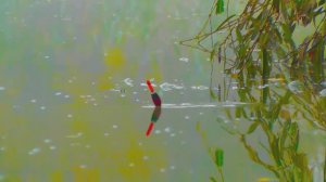 КРАСИВЫЕ ПОКЛЕВКИ на поплавок.fishing. Видео c моих съемок рыбалок. рыбалка- как вижу ее я !