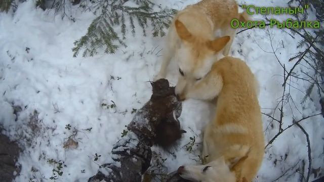 4 заезд Большой круг Белки и Первый Соболь (2 часть) 04 11 20 смотреть онлайн