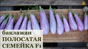 Баклажан Полосатая семейка F1 / Пестицид безопасный для человека против паутинистого клеща