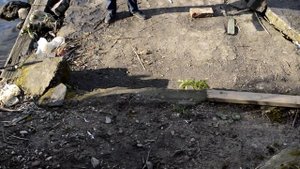 Качественная и дорогая съедобная резина DAIWA. Ловля судака в реке Преголя Калининград.