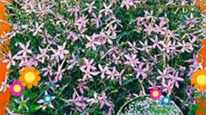 Лаурентия гибридная Авангард Блу. Краткий обзор, описание характеристик laurentia Avangard Blue