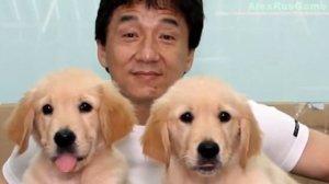 джеки чан биография о фильмах