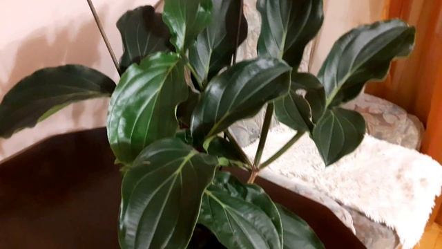 Мединилла. Уход зимой. февраль 2018 #МЕДИНИЛЛА смотреть онлайн