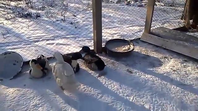 Какая порода у этого селезня? смотреть онлайн