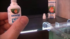 Новые аквариумные рыбки  Профилактика перед заселением в общий аквариум