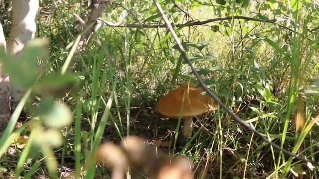 В ЛЕС ПО ГРИБЫ В АСТАНЕ смотреть онлайн