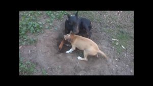 Доберман и стаффорды. Doberman and Staffords)))))
