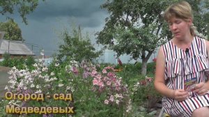 Редкий «экзот» на нашем участке -  Схизантус. Обильное цветение в середине лета.