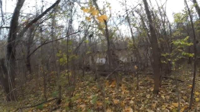 Forest Search