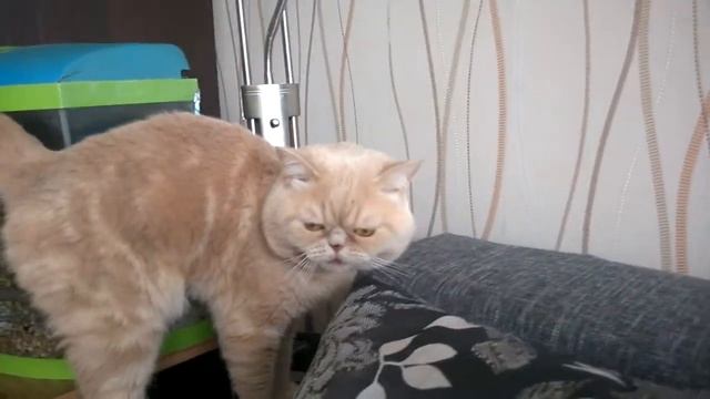 Мякиш - Знакомство [FluffCatWombat #1]