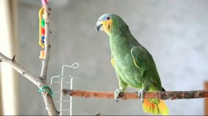 Говорящие попугаи видео, Венесуэльский Амазон Боря