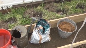 Мои секреты высадки томатов в разные теплицы после сидератов. Опоры для томатов и что положу в лунк