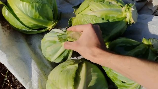 Уборка поздней капусты и подготовка ее к хранению смотреть онлайн