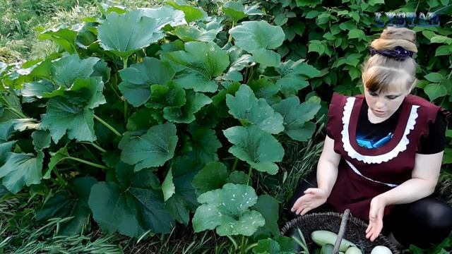 Урожай КАБАЧКОВ на компостной куче. Новый способ! Кабачки на компосте. Как сажать кабачки смотреть онлайн