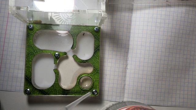 ПЕРЕСЕЛЕНИЕ МУРАВЬЕВ??Proformica mongolica ?Новый дом смотреть онлайн