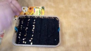 Статица, Агератум, Диморфотека  и Алисум посев в апреле. ???