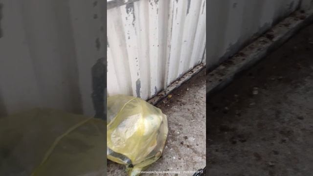 голуби снова загадили наш балкон :( упрямо лезут толпами к нам. могу продать! самовывоз! смотреть онлайн