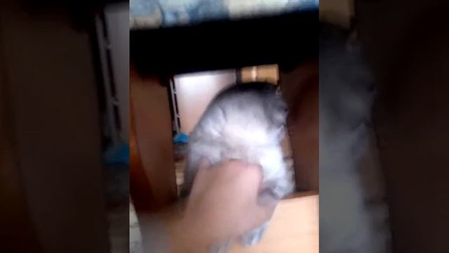 Издевательство над котом!!^_^™.Часть 2. смотреть онлайн