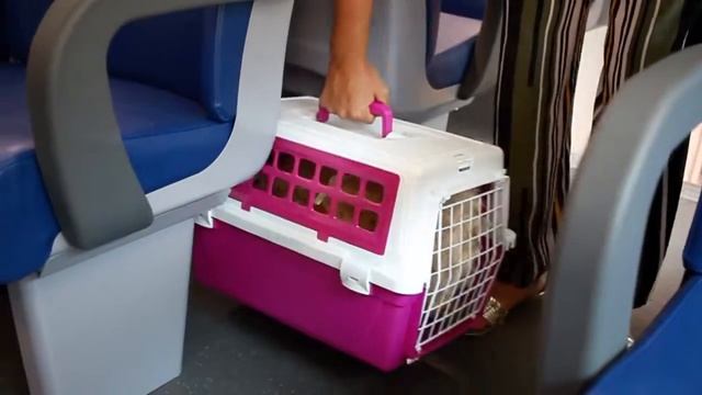 Контейнер - переноска для кошек и собак Ferplast Trendy смотреть онлайн