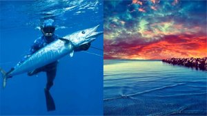 Акулы Балтийского моря: чем опасны?