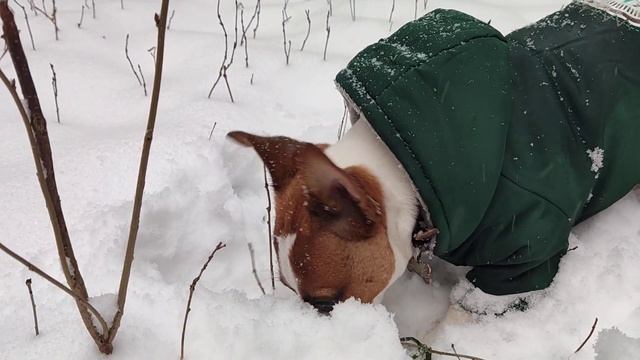 Риччи следопыт. Охота на мышей. Собака Джек Рассел терьер. смотреть онлайн