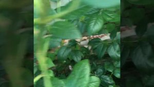 Роза Schone Maid. Июнь 2023г