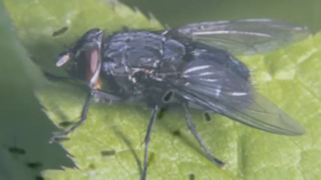 Flies Buzzing Sound Effect смотреть онлайн