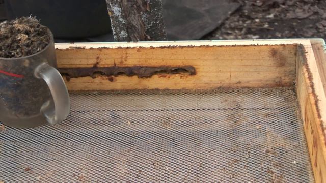 ПЧЕЛОВОДСТВО.ЗИМА ПОСЛЕ ВЕСНЫ.ЗИМА ПОСЛЕ ПЫЛЬЦЫ! смотреть онлайн