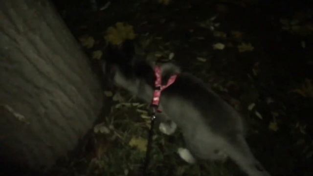 Приучаем Щенка хаски Лексу ходить в туалет на улице, нашли грибы, Лекса вся в репейнике смотреть онлайн