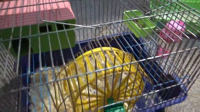 Покупаем Джунгарских хомячков