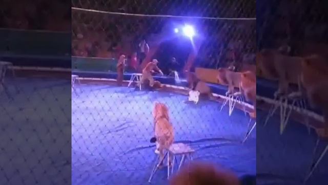 Тигры нападают. Не дай боженка увидеть. смотреть онлайн