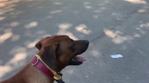 Кошка с собакой!С Вами кинолог Наталья Севостьянова