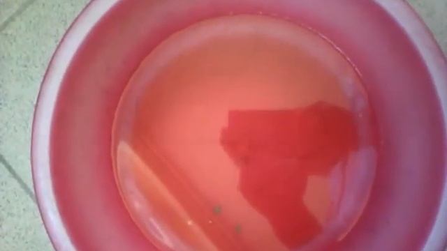 в Кокшетауском озере нашли червь "живой волос"))) смотреть онлайн