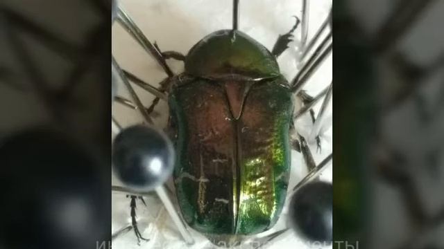 КАК ЗАСУШИТЬ ЖУКА. Коллекция жуков в рамке своими руками. Нехрущ, золотая бронзовка, жук-кожевник