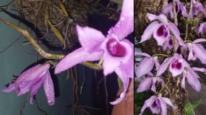 Gardening: Sanggumay or Dendrobium anosmum blooming season