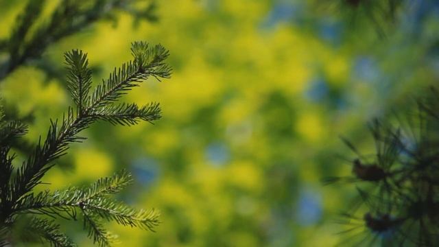 1 октября народный праздник Арина Шиповница. Что нельзя делать. Народные традиции и приметы.