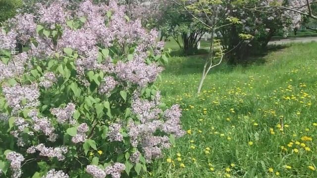 КАК ЗАГАДАТЬ ЖЕЛАНИЕ В МАГИЧЕСКОЕ ЛЕТНЕЕ СОЛНЦЕСТОЯНИЕ 21 ИЮНЯ 2023